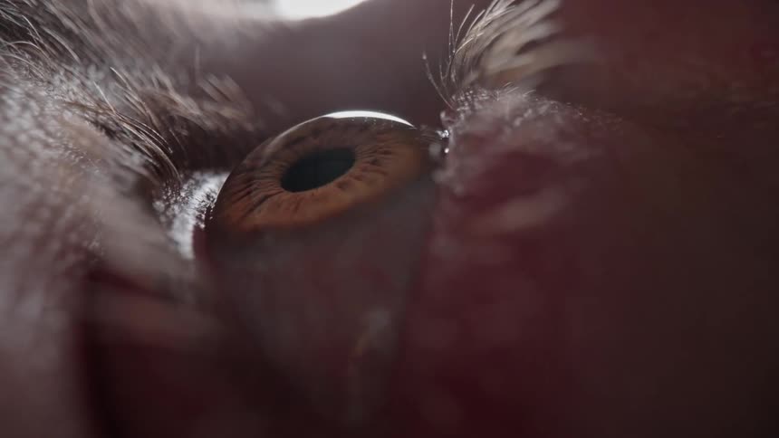 A persons eye bugs out while they look around nervously