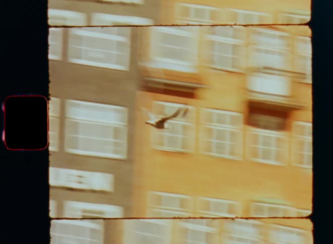 A bird flies past the apartments