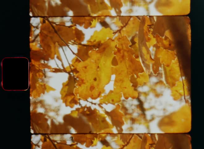 Super 8mm close-up of yellow and orange leaves of an oak tree backlit by bright sunshine making them glow in the warm light on a sunny fall season day
