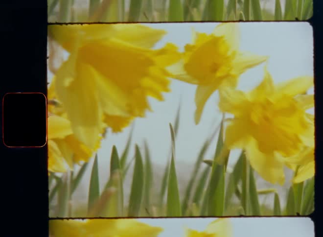 Panning Super 8mm shot of yellow easter flowers swaying in the breeze in a field during the day as the sun warms the open meadow