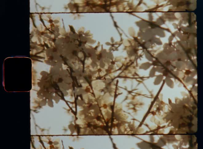Bright sun light shines through branches of a tree covered in white flowers causing a lens flare on vintage 8mm film