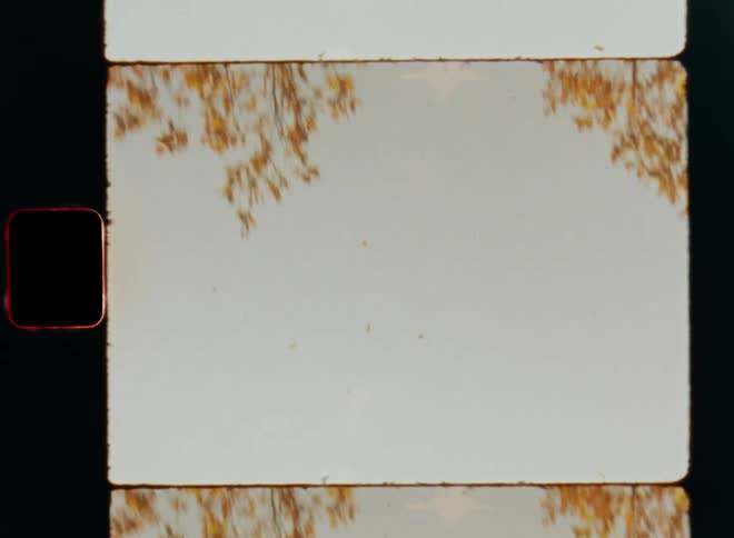 Handheld dynamic 8mm film footage of orange or brown autumn leaves falling from oak tree with fall foliage flying through the air on a sunny day as the bright sunshine creates lens flare