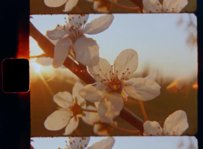 Closeup Super 8mm macro shot of a backlit white flower of a flowering dogwood tree during blossom as the sun glares from near horizon symbolizing the beauty and fertility of Mother Nature