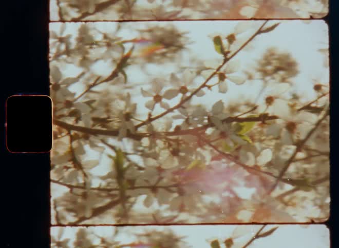 The early morning sun shines through branches with flowers of flowering sloe tree in full blossom on a windy day