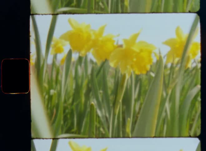Handheld dynamic 8mm film footage of yellow narcissus flowers in a field during a sunny spring day