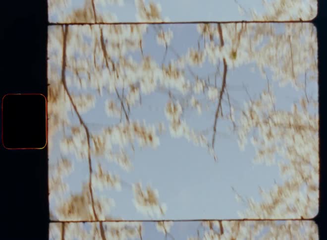 Handheld dynamic 8mm film footage of white petals blown away by the wind from the branches of flowering tree under a blue sky in a healthy environment with great biodiversity