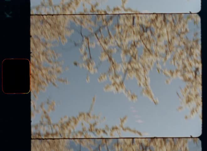 Looking upwards into the blue sky through the branches of a tree covered in beautiful white flowers as the bright sun glares over the field