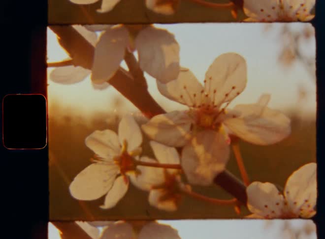 Detailed closeup shot of sun shining from the rear at the horizon onto branch of flowering cherry tree covered in white petaled flowers on vintage Super 8 mm film