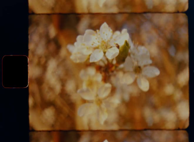 Old Super 8mm closeup of white blossom cluster on branch of flowering tree creating a natural flower bouquet in the late evening sun on a mild spring day