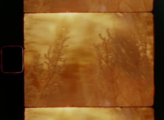 Panning Super 8 close-up of frosted brush and branches of frozen plants illuminated by the low and brightly shining sun with vibrant orange sunlight and nostalgic winter vibes