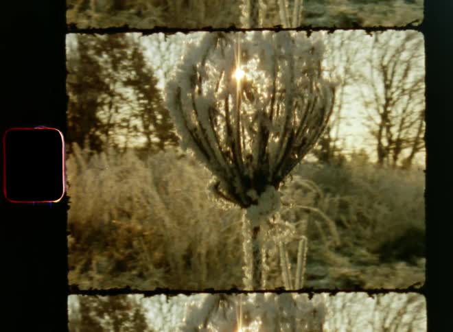 Sun shines through a beautiful flower covered in ice standing on a frosted field due to early morning frost on a wintery day with cold temperatures below freezing and golden sunlight causing lens flare with hand-held upward camera movement