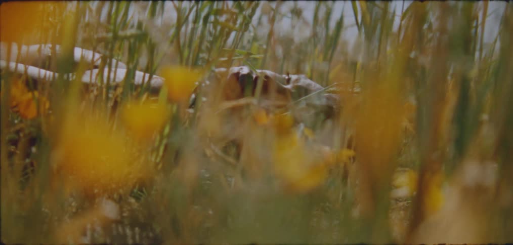A man is laying in the tall grass