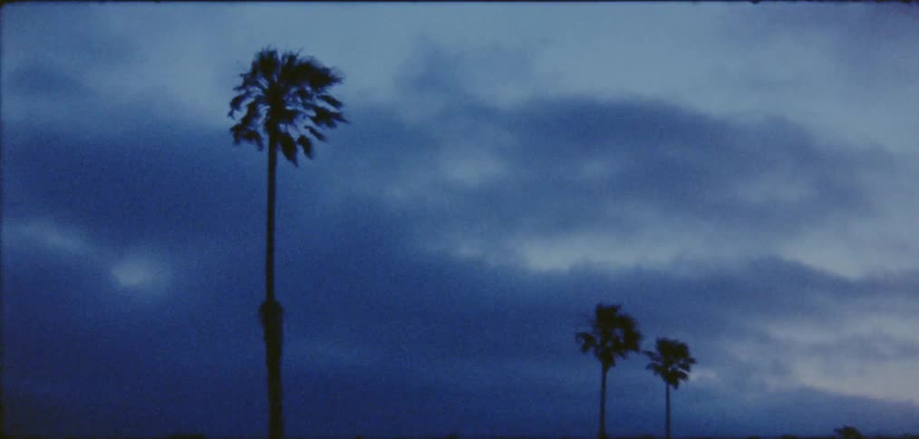 Palm trees in the wind under an overcast sky
