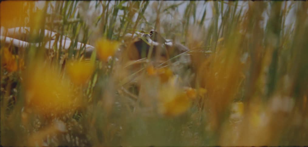 A shirtless man rests on the ground amid tall grass and yellow flowers in a field during the day
