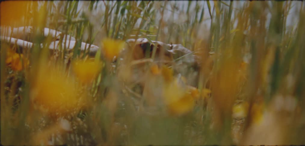 Man lying on his back in field turns his head to look