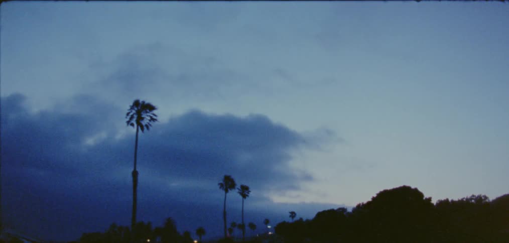 Palm trees sways slightly in the breeze after dusk