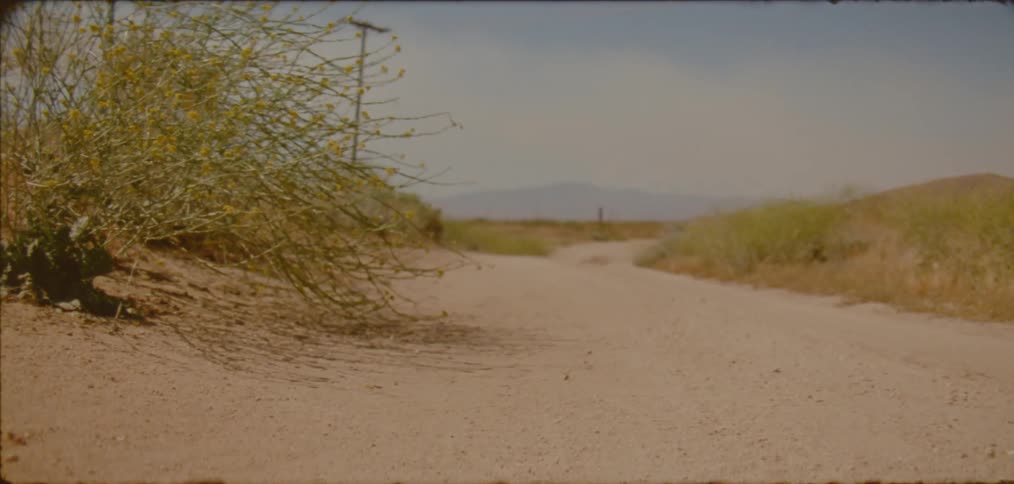 A still shot of a bush alongside a dirt road on the desert plains