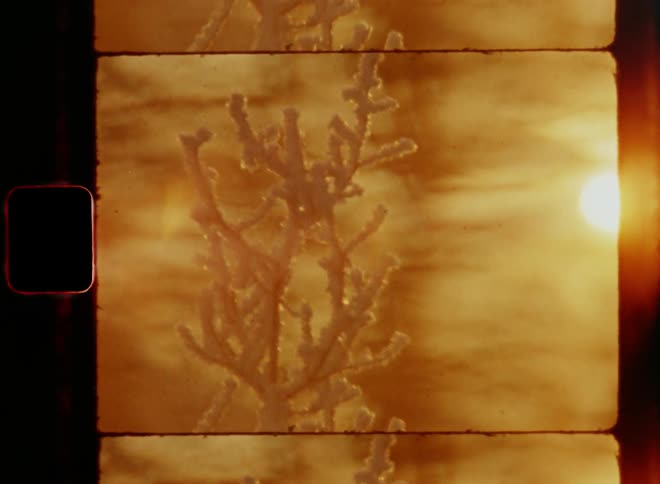 Ice crusted branch of a totally frozen plant contrasts with sky tinted red by sun shining from the horizon during sunrise creating a cold but beautiful winter scenery with retro vibes