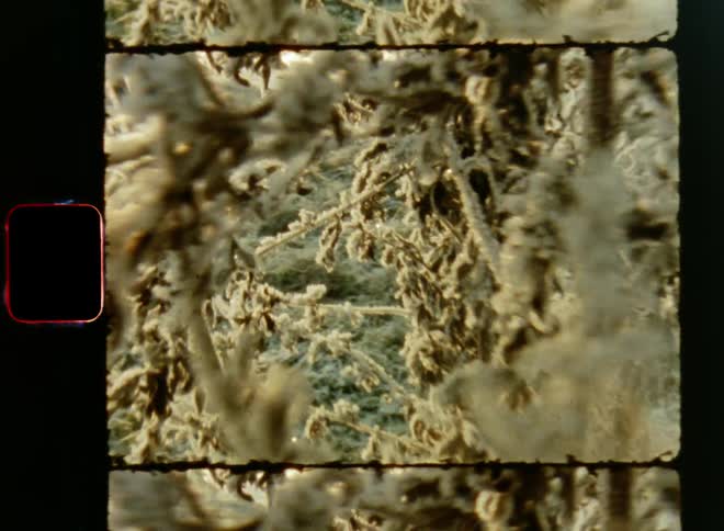 Dynamic Super 8mm close-up of moving the vintage camera through the branches of a frozen plant growing in an icy field covered in frost on a freezing cold winter morning or evening