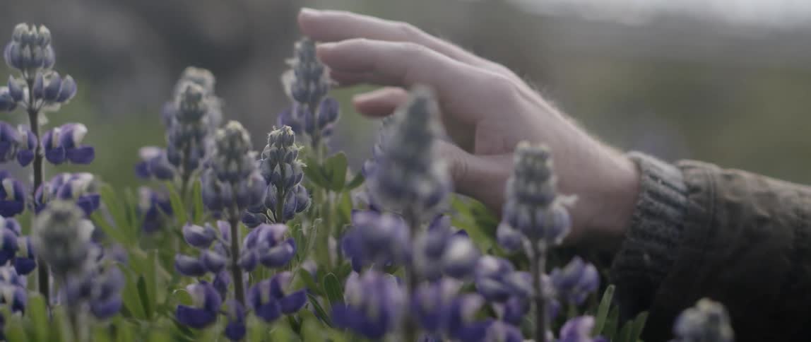 Man touches the purple flowers with his fingers