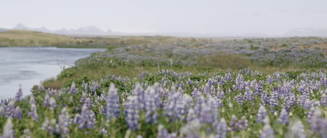 The wind blows purple flowers in the field