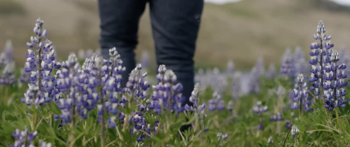 Man walks through a field of purple flowers