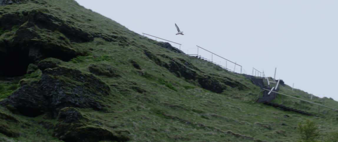 Bird is flying away from mossy rock cliffs in wilderness