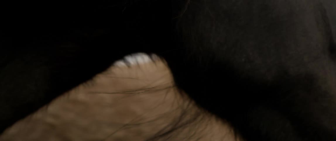 A horses mane blows in the breeze