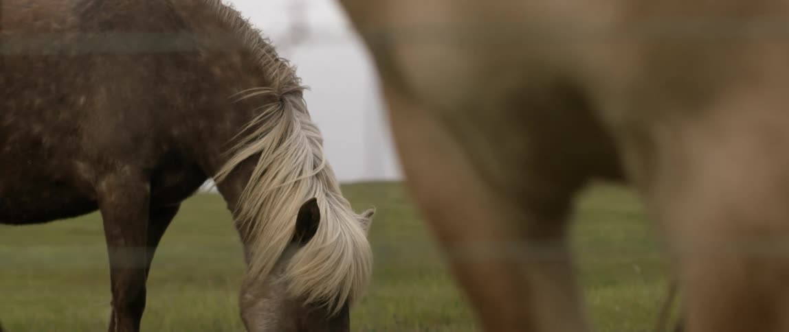 A pony is turning to graze as it stands outside on a windy day