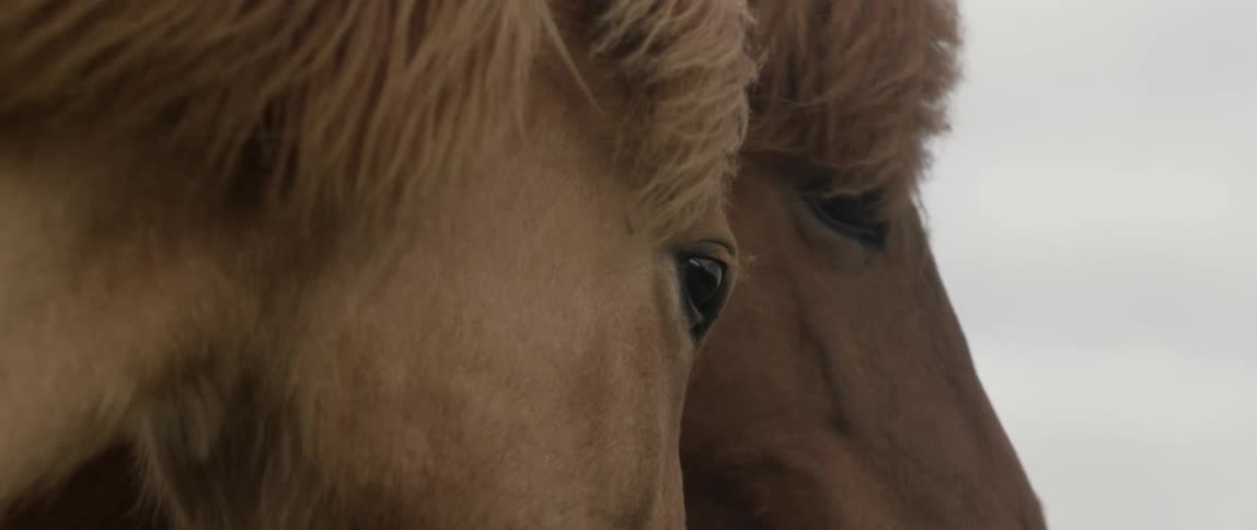 Two horses manes blow in the wind
