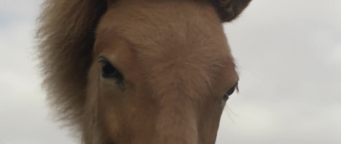 Mane on brown horse is swaying on a windy day