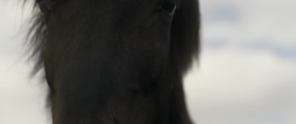 Mane on brown horse is swaying in the wind on cloudy day