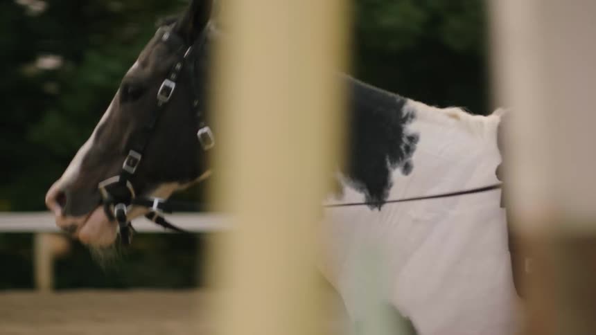 A woman riding a black and white horse