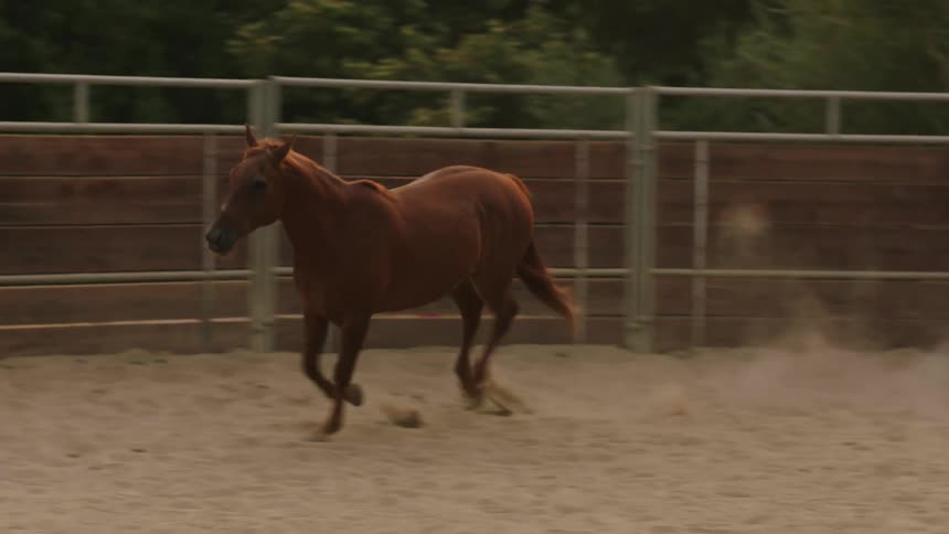 A woman watches a horse run around