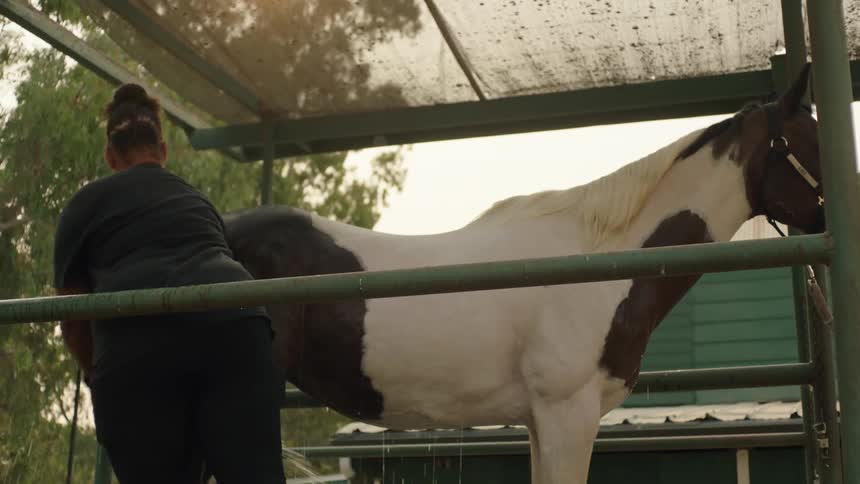 A woman uses a hose to wash a horse at the stable