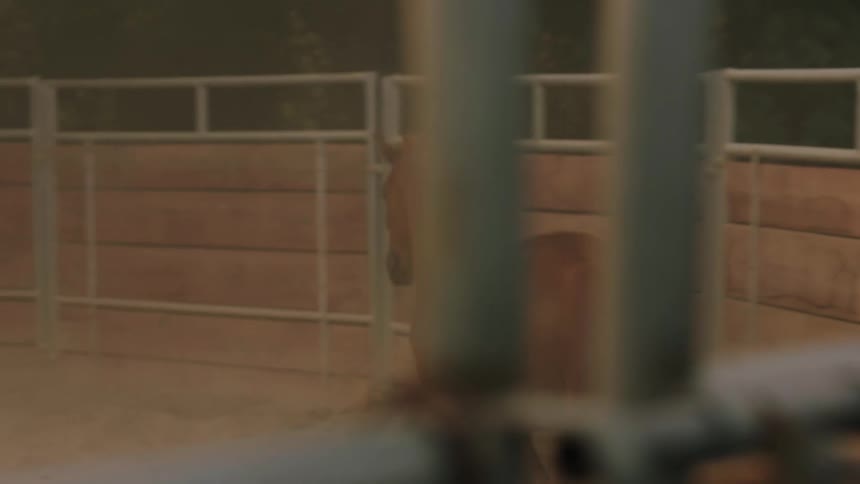 A horse runs around an enclosure during the day