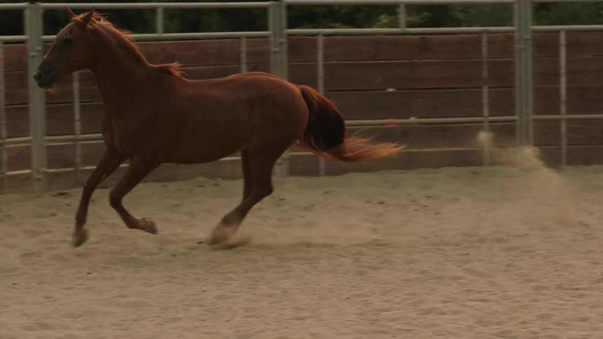 Horse runs in circles in corral as it is worked by woman