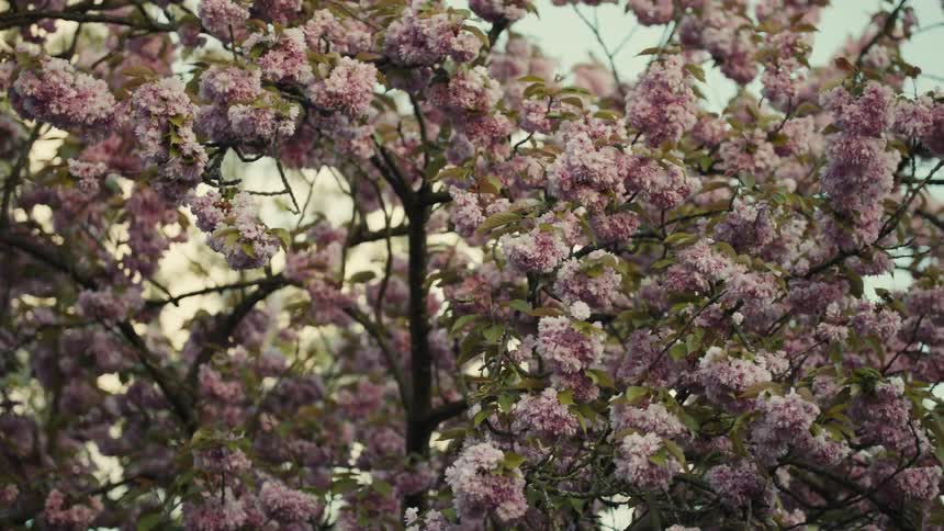 Cherry tree in full blossom covered in flowers