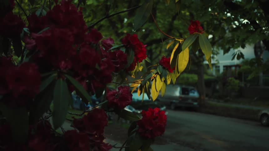 Evening light illuminates scarlet flower bush on residential street