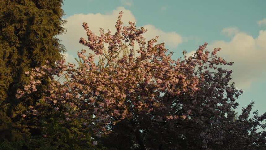 Cherry tree with pink flowers and green leaves at golden hour
