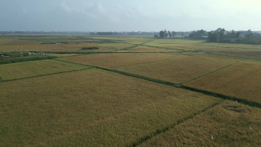 Person walks between fields on the outskirts of large town