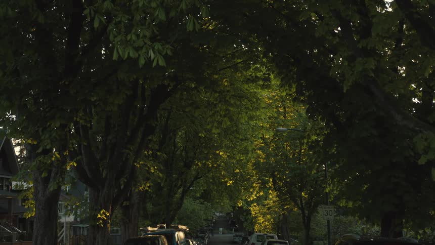 Golden light filters through a leafy residential neighborhood