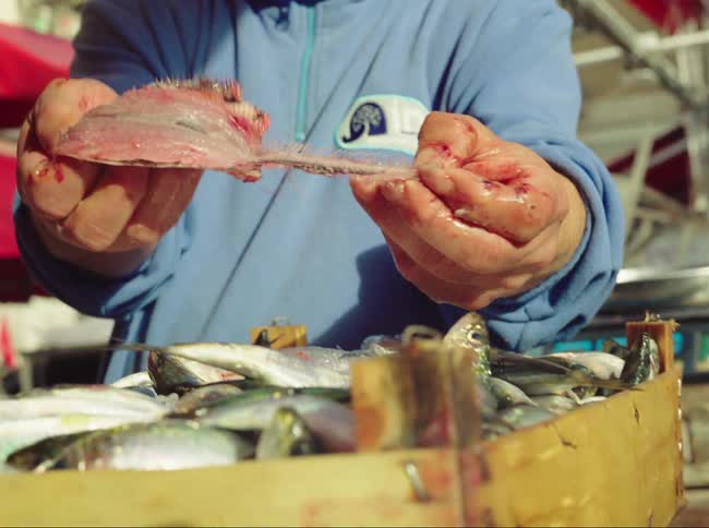 A man with a crate of fish is removing the bone from a filet
