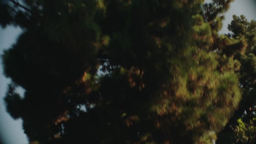 Moving camera pointing upwards filming the trees and sky