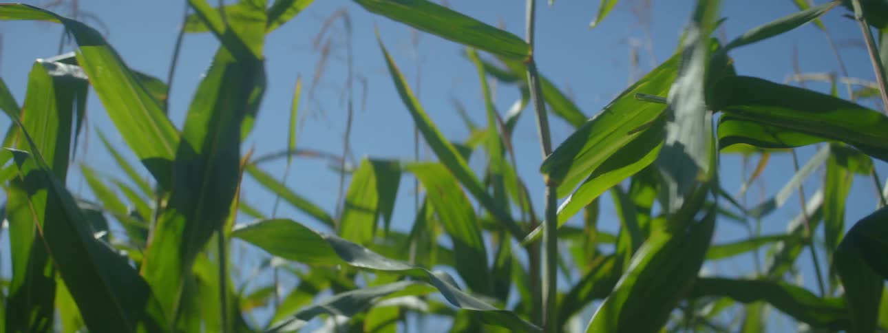 The wind is blowing the crops