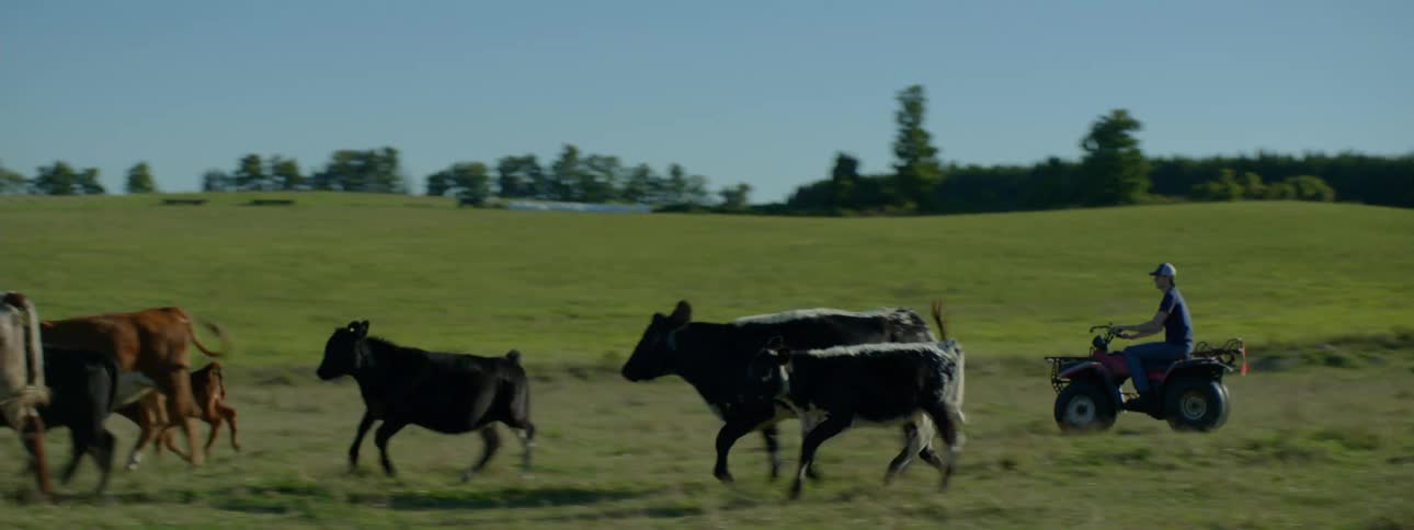 Man gets onto four wheeler and starts herding herd of cattle