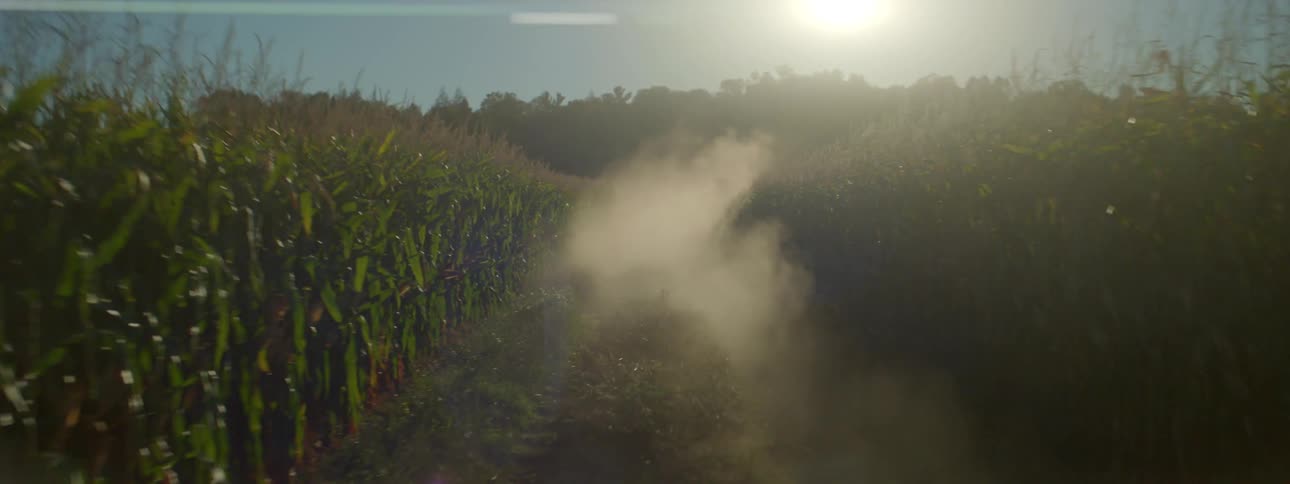 A view of a field with corn growing in it
