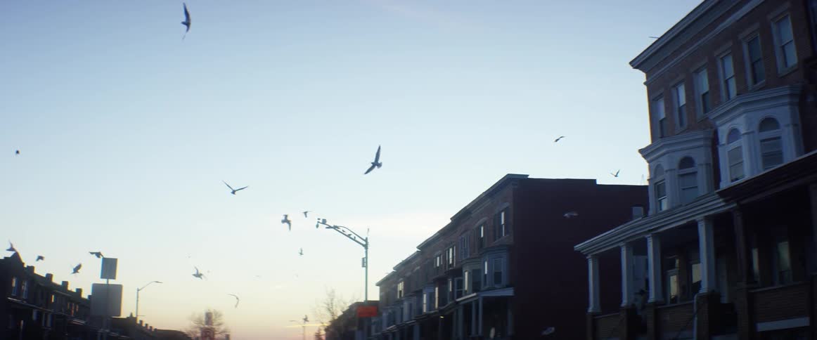 Birds fly over a city street at sunset