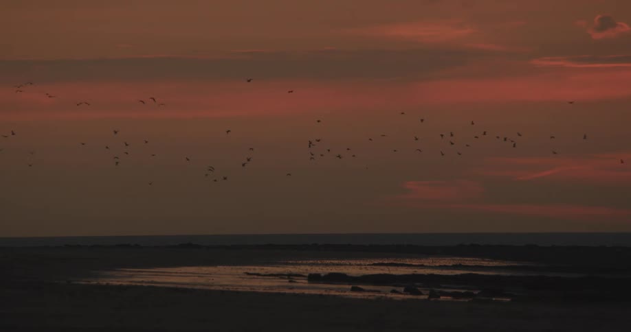 A group of birds fly over the beach
