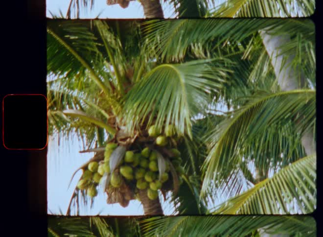 Close up view of tropical trees during the spring time